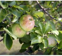 Lincolnshire Pond Plants Howgate Wonder Apple (Malus) Tree - 12Ltr Potted