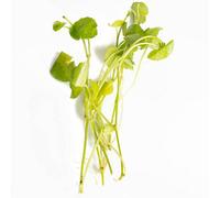 Lincolnshire Pond Plants Hydrocotyle Leucocephala - Live Aquarium Plant For Freshwater Tropical Tanks Aquascaping (10X Loose)