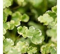 Lincolnshire Pond Plants Hydrocotyle Sibthorpioides Variegata (Crystal Confetti) - 2X Plants + 2X Pots & Compost - Oxygenating Marginal Aquatic Pond Plant