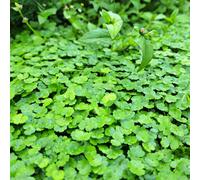 Lincolnshire Pond Plants Hydrocotyle Vulgaris Nova Zelandiae - 2X Plants And 2X Pots & Compost - Oxygenating Marginal Aquatic Pond Plant