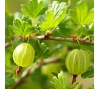 Lincolnshire Pond Plants Invicta Gooseberry (Ribes Uva-Crispa) Tree - 3Ltr Potted