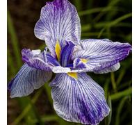 Lincolnshire Pond Plants Iris Ensata 'activity' - 7Cm Plug - Marginal Aquatic Pond Plant