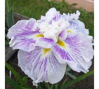 Lincolnshire Pond Plants Iris Ensata 'dinner Plate Cheesecake' - 9Cm Bareroot - Marginal Aquatic Pond Plant