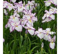 Lincolnshire Pond Plants Iris Ensata 'dinner Plate Jell-O' - 3Ltr Bareroot - Marginal Aquatic Pond Plant