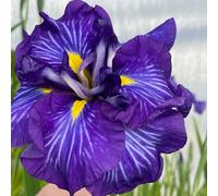 Lincolnshire Pond Plants Iris Ensata 'electric Rays' - 3X 3Ltr Plants - Marginal Aquatic Pond Plant