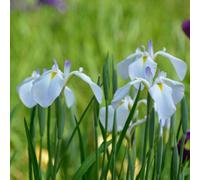 Lincolnshire Pond Plants Iris Ensata 'emotion' - 1Ltr Potted - Marginal Aquatic Pond Plant