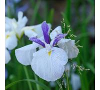 Lincolnshire Pond Plants Iris Ensata 'fortune' - 3Ltr Potted - Marginal Aquatic Pond Plant