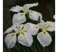 Lincolnshire Pond Plants Iris Ensata 'goldbound' - 3Ltr Bareroot - Marginal Aquatic Pond Plant