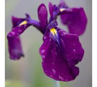 Lincolnshire Pond Plants Iris Ensata 'iris Kaempferi' - 9Cm Bareroot - Marginal Aquatic Pond Plant