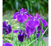 Lincolnshire Pond Plants Iris Ensata 'loyalty' - 1Ltr Potted - Marginal Aquatic Pond Plant