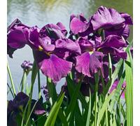 Lincolnshire Pond Plants Iris Ensata 'variegata' - 9Cm Bareroot - Marginal Aquatic Pond Plant