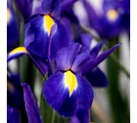 Lincolnshire Pond Plants Iris Kaempferi 'dark Blue' - 7Cm Plug - Marginal Aquatic Pond Plant