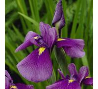 Lincolnshire Pond Plants Iris Kaempferi 'royal Banner' - 1Ltr Bareroot - Marginal Aquatic Pond Plant
