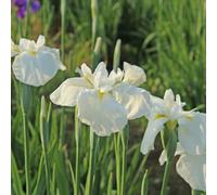 Lincolnshire Pond Plants Iris Kaempferi 'white Lady' - 9Cm Bareroot - Marginal Aquatic Pond Plant