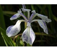 Lincolnshire Pond Plants Iris Laevigata 'mottled Blue' - 3X 1Ltr Plants - Marginal Aquatic Pond Plant