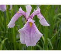Lincolnshire Pond Plants Iris Laevigata 'rose Queen' - 2X Plants And 2X Pots & Compost - Marginal Aquatic Pond Plant