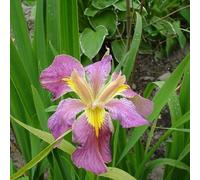 Lincolnshire Pond Plants Iris Louisana 'andy Dandy' - 1Ltr Bareroot - Marginal Aquatic Pond Plant