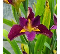 Lincolnshire Pond Plants Iris Louisana 'spicy Cajun' - 1Ltr Potted - Marginal Aquatic Pond Plant