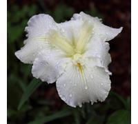 Lincolnshire Pond Plants Iris Louisiana 'arabian Bayou' - 1Ltr Bareroot - Marginal Aquatic Pond Plant