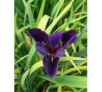 Lincolnshire Pond Plants Iris Louisiana 'black Gamecock' - 3X 9Cm Plants - Marginal Aquatic Pond Plant