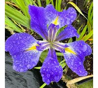 Lincolnshire Pond Plants Iris Louisiana 'heather Stream' - 3X 3Ltr Plants - Marginal Aquatic Pond Plant