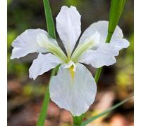 Lincolnshire Pond Plants Iris Louisiana 'her Highness' - 3X 1Ltr Plants - Marginal Aquatic Pond Plant