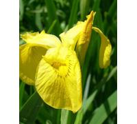 Lincolnshire Pond Plants Iris Pseudacorus - 9Cm Bareroot - Marginal Aquatic Pond Plant