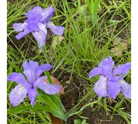 Lincolnshire Pond Plants Iris Setosa 'baby Blue' - 3X 1Ltr Plants - Marginal Aquatic Pond Plant