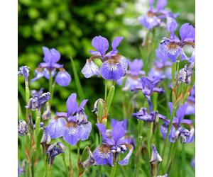 Lincolnshire Pond Plants Iris Sibirica Blue 'siberian Flag' - 1Ltr Bareroot - Marginal Aquatic Pond Plant