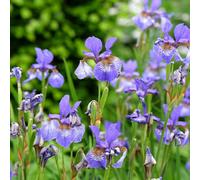 Lincolnshire Pond Plants Iris Sibirica Blue 'siberian Flag' - 2X Plants And 2X Pots & Compost - Marginal Aquatic Pond Plant