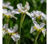 Lincolnshire Pond Plants Iris Sibirica White 'siberian Flag' - 3Ltr Potted - Marginal Aquatic Pond Plant