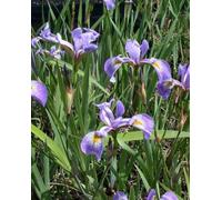 Lincolnshire Pond Plants Iris Versicolor 'gerald Derby' - 3Ltr Potted - Marginal Aquatic Pond Plant