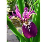 Lincolnshire Pond Plants Iris Versicolor 'kermesina' - 3Ltr Bareroot - Marginal Aquatic Pond Plant