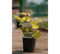Lincolnshire Pond Plants Issai Kiwi (Actinidia Chinensis) Tree - 2Ltr Potted