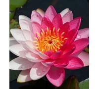 Lincolnshire Pond Plants Jakkaphong Water Lily - Large Kit - Marginal Aquatic Pond Plant