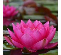 Lincolnshire Pond Plants James Brydon Water Lily - Kit - Marginal Aquatic Pond Plant