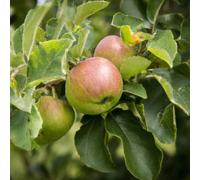 Lincolnshire Pond Plants James Grieve Apple (Malus) Tree - 12Ltr Potted