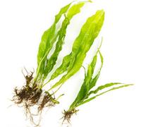 Lincolnshire Pond Plants Java Fern - Live Aquarium Plants Microsorum Pteropus Live Aquarium Plants Tropical Aquascape (5X Loose)