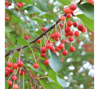 Lincolnshire Pond Plants Jelly King Crab Apple (Malus) Tree - 7Ltr Potted
