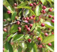 Lincolnshire Pond Plants John Downie Crab Apple (Malus) Tree - 7Ltr Potted
