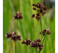 Lincolnshire Pond Plants Juncus Ensifolius - 3X 9Cm Plants - Marginal Aquatic Pond Plant