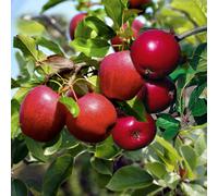 Lincolnshire Pond Plants Katy Apple (Malus) Tree - 12Ltr Potted