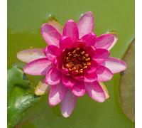Lincolnshire Pond Plants Laydekeri Fulgens Water Lily - Kit - Marginal Aquatic Pond Plant