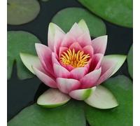 Lincolnshire Pond Plants Laydekeri Lilacea Water Lily - Loose Root - Marginal Aquatic Pond Plant