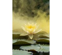 Lincolnshire Pond Plants Lemon Mist Water Lily - Potted - Marginal Aquatic Pond Plant