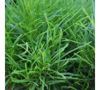 Lincolnshire Pond Plants Lilaeopsis Brasilensis (Brazilian Micro Sword) - 2X Plants And 2X Pots & Compost - Oxygenating Marginal Aquatic Pond Plant