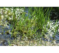 Lincolnshire Pond Plants Litorella Uniflora - 2X Plants And 2X Pots & Compost - Oxygenating Marginal Aquatic Pond Plant