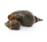 Lincolnshire Pond Plants Ltd - 5 x Lymnaea Stagnalis (Greater Pond Snail) - Fish or wildlife pond and bog aquatic plants