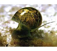 Lincolnshire Pond Plants Ltd - 5x Tadpole Bladder Pond Snail Aquarium (Physella Acuta)