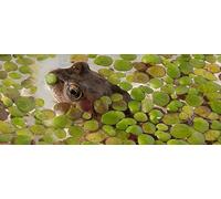 Lincolnshire Pond Plants Ltd - DuckWeed - 1 Large TableSpoon (70 Grams) - tortoise food